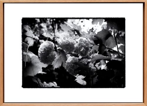Géraniums sauvages, Ahetze image