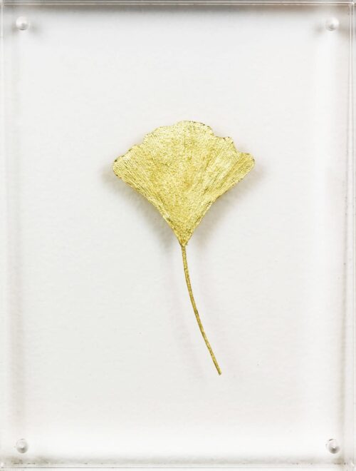 Ginkgo I image