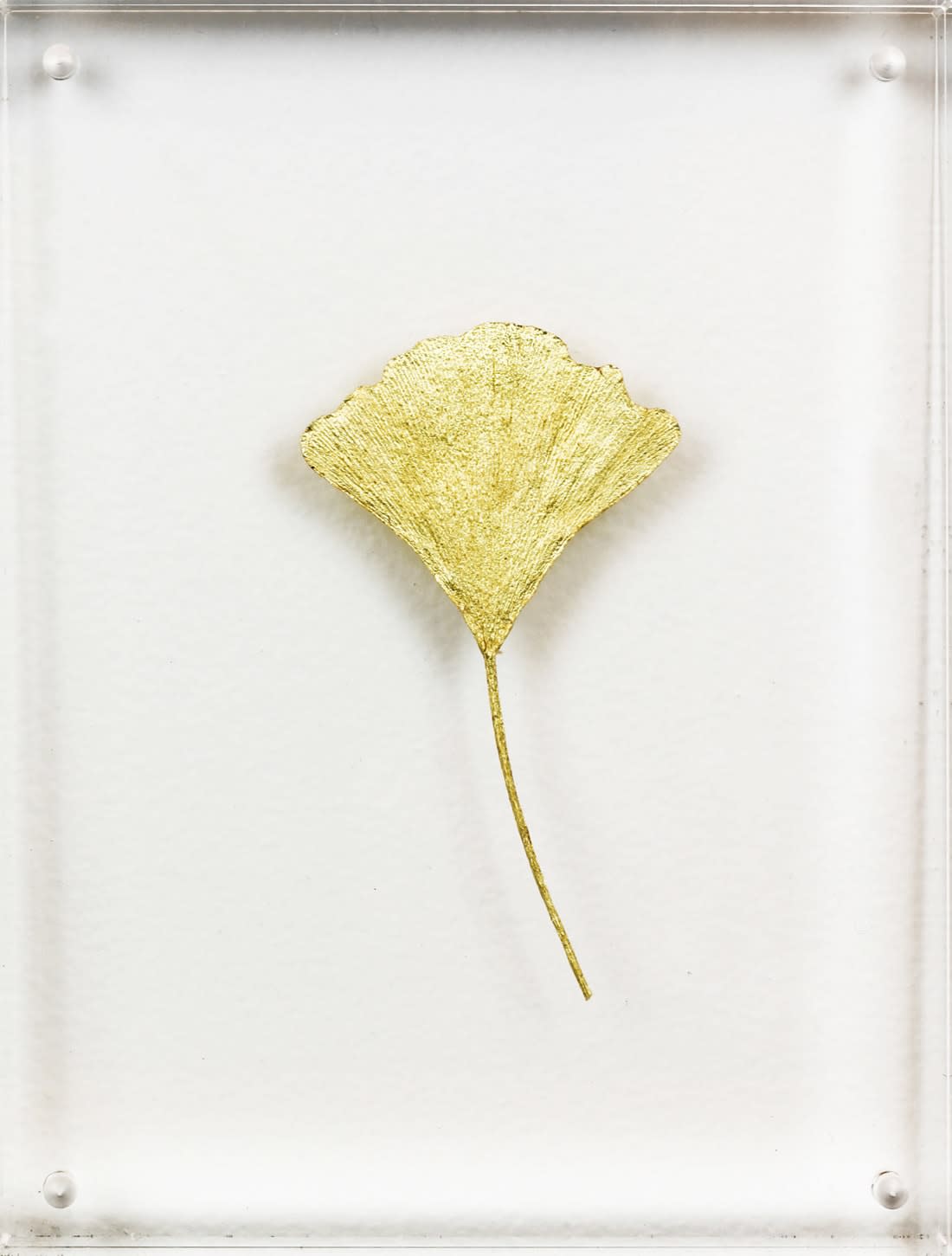 Image of Ginkgo I