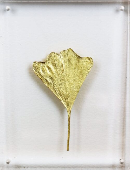 Ginkgo VI image