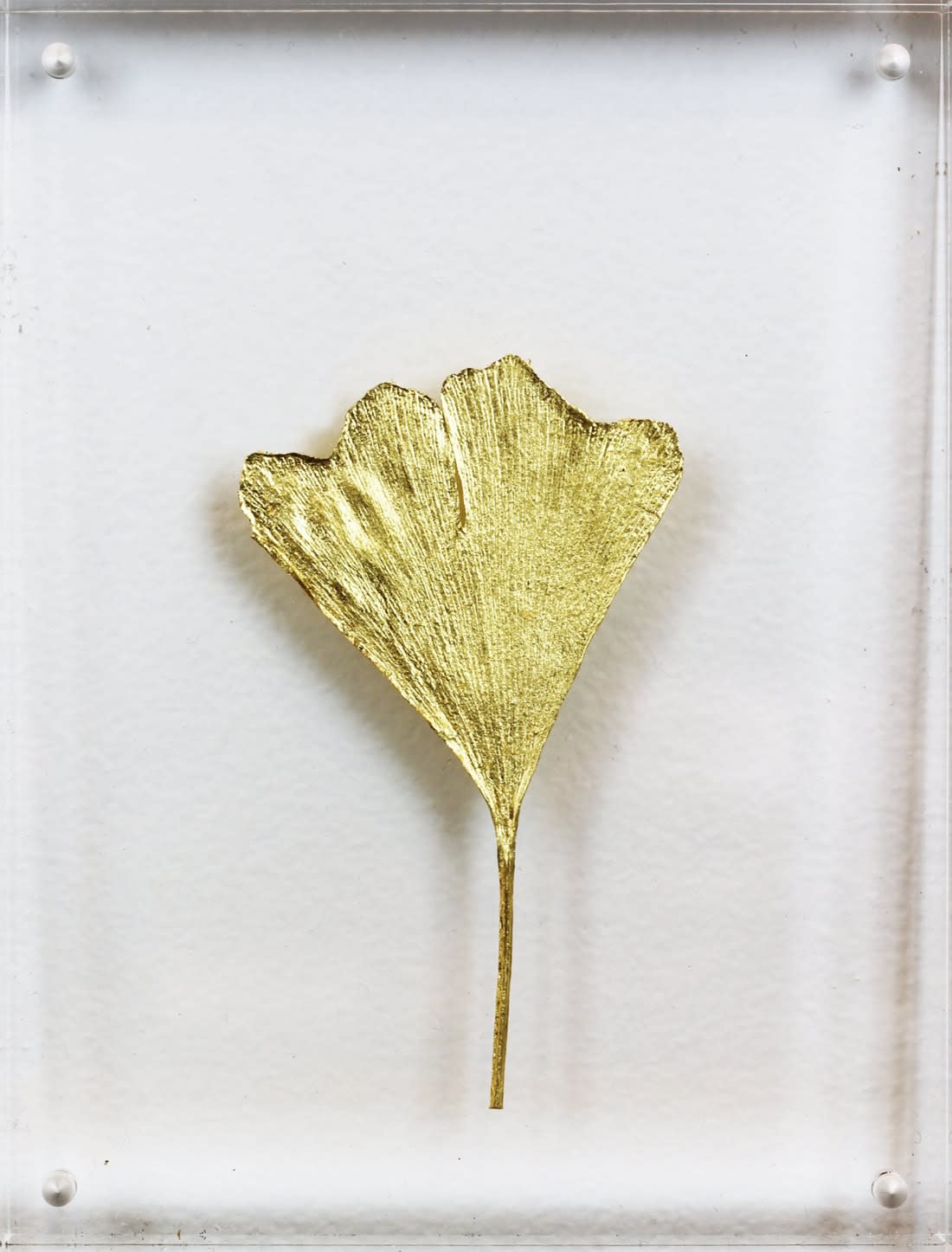 Image of Ginkgo VI