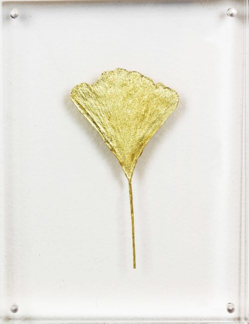 Ginkgo III image