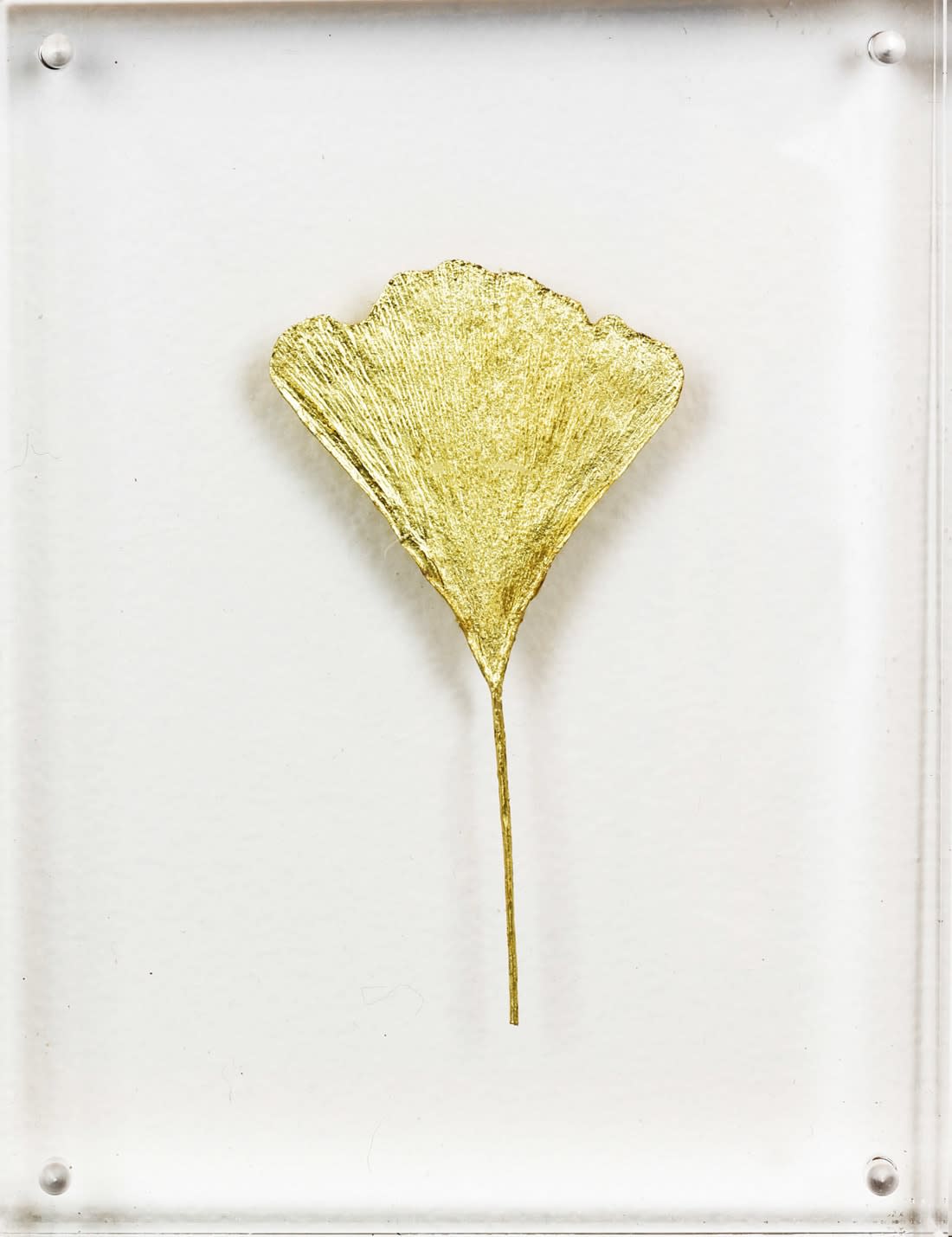 Ginkgo III