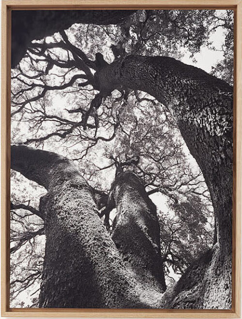 Chêne, Sierra de Guara image