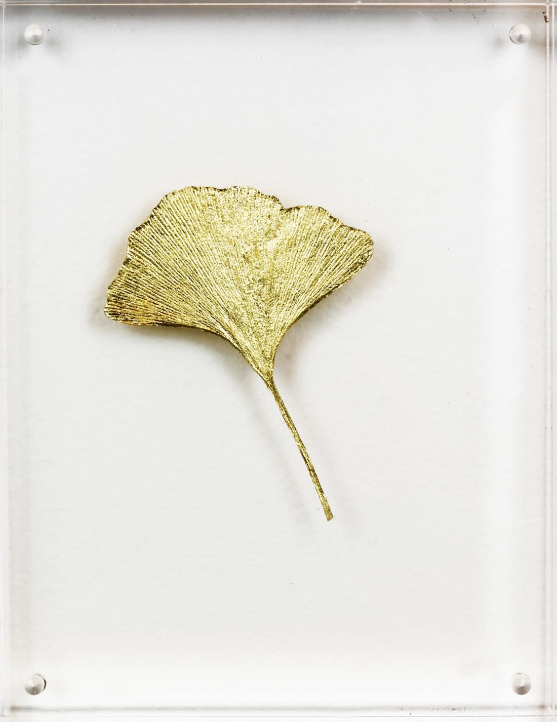 Image of Ginkgo V