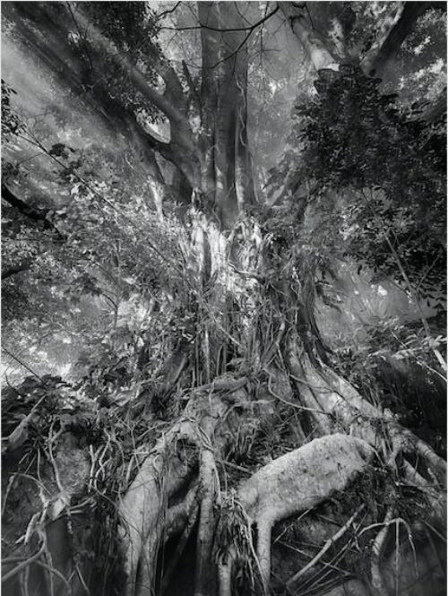 Lumière dans la fôret, Philippines image