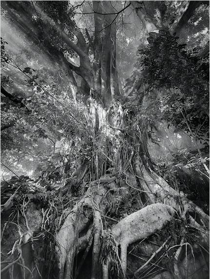 Image of Lumière dans la fôret, Philippines