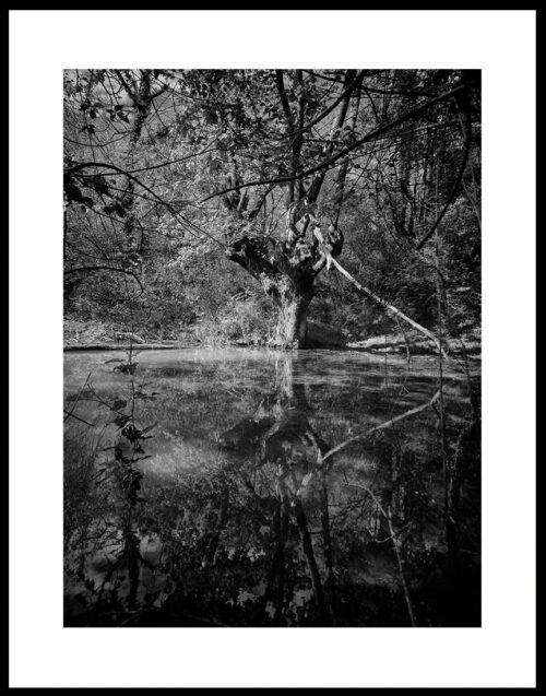 Chêne dans l'eau, Epherra image