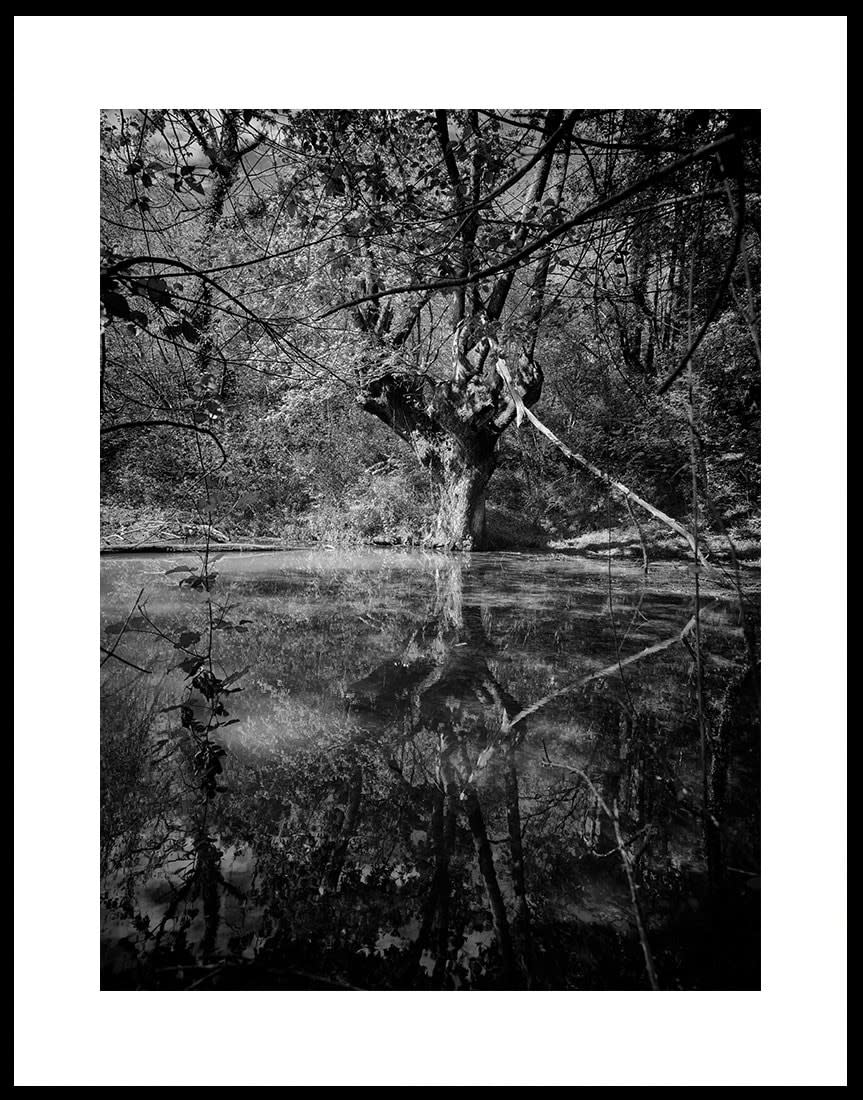 Image of Chêne dans l'eau, Epherra