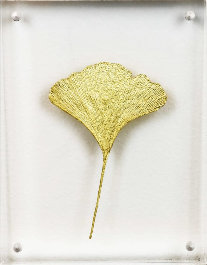 Petit ginkgo I