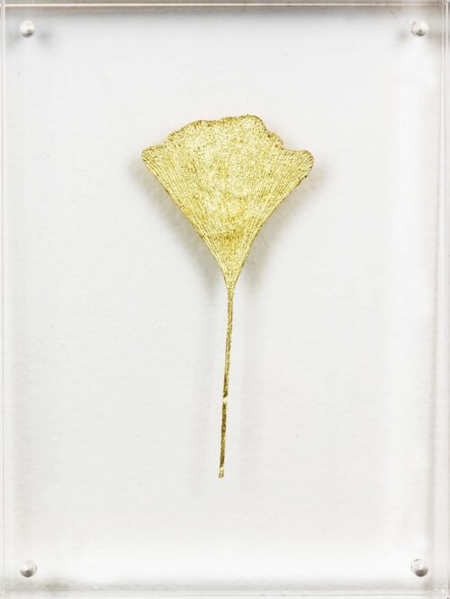 Ginkgo IV image