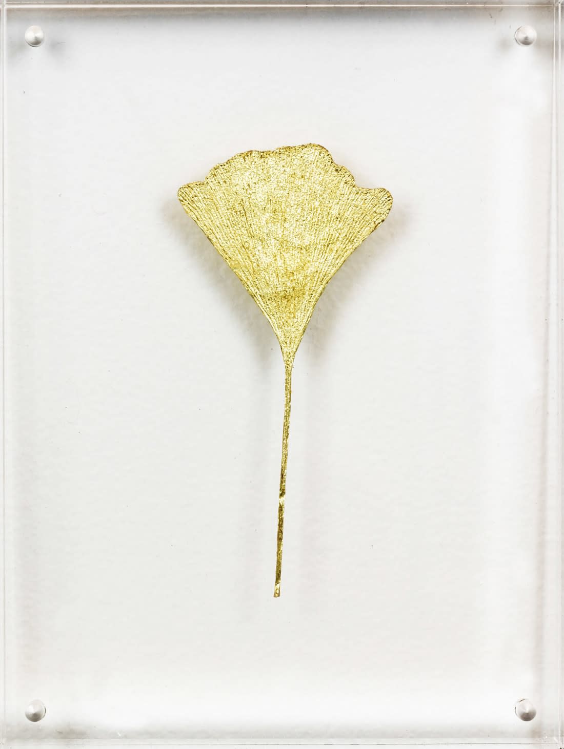 Image of Ginkgo IV