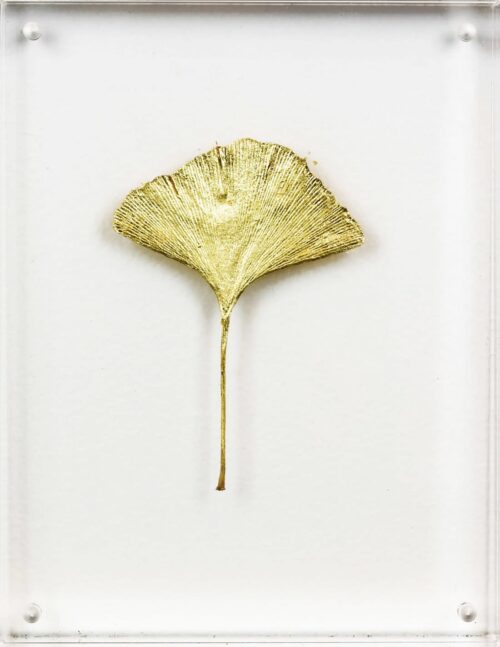 Ginkgo II image