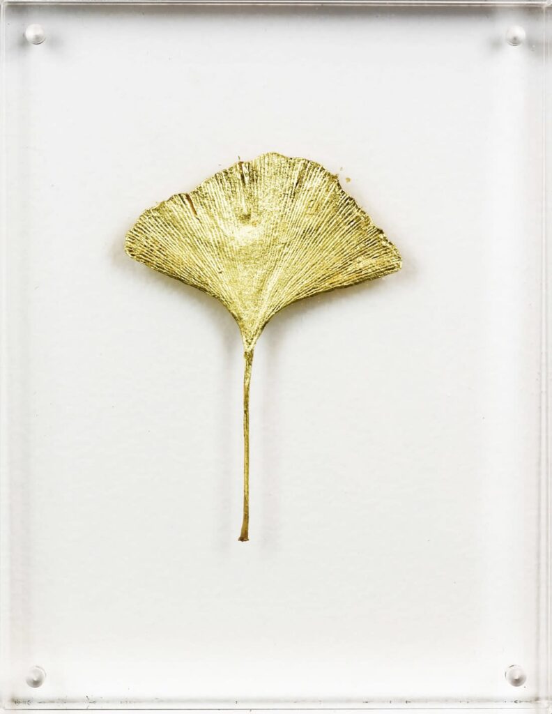 Ginkgo II