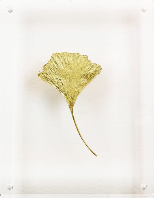 Ginkgo VII image