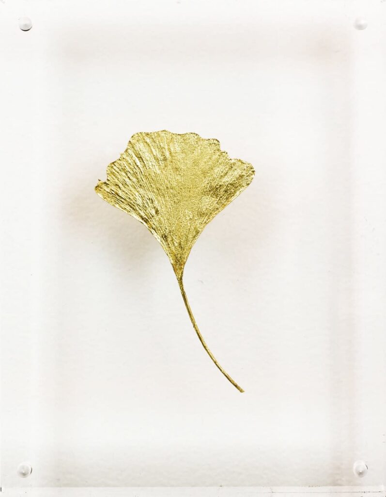 Ginkgo VII